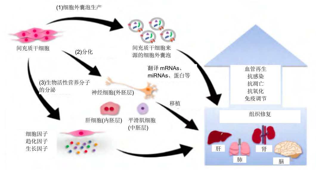干細胞 干細胞